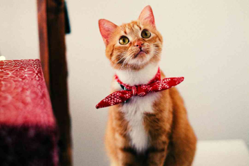 Are you a thinking of becoming a pet parent? 10 reasons why you must