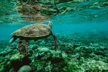 Oceanography is suddenly a hot career choice: Know why