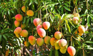 Odisha farmer grows world's priciest 'Miyazaki' Mango