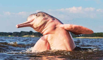 Amazon's sweltering temperature rise claims over 100 Dolphin lives
