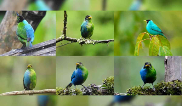 Ultra-rare half-male, half-female bird caught on camera, 2nd in a century