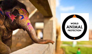 World Animal Protection Urges Immediate and Proper Rehabilitation for Captive Elephants in India Amidst Growing Deadly Incidents