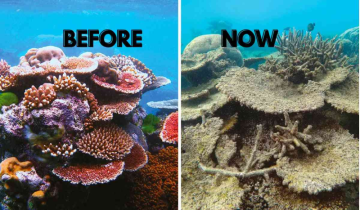 What is Coral Reef Bleaching & Why we should all be worried?
