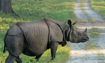 Close Encounter: Rhino Charges at Tourist Vehicles in Manas National Park!
