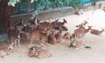 Supreme Court Halts DDA’s ‘Deer Eviction Drive'