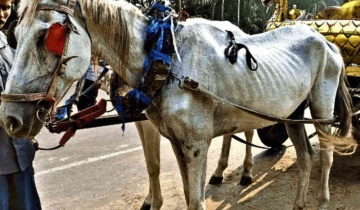 Did Negligence Lead to Kolkata Carriage Horse Collapse? Viral Video Prompts Case and Outrage