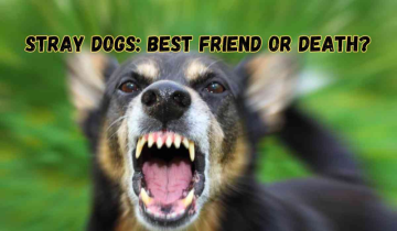 Man’s Best Friend turning into their death: Why India’s Stray Problem Is Spiralling Out of Control