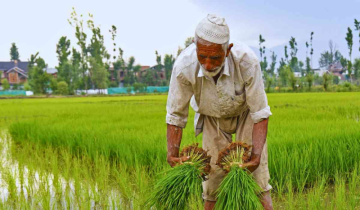 Scorching Kashmir: Heatwave Puts Health and Harvests at Risk