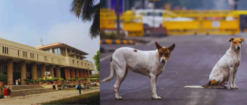New Delhi Ordered to Capture Hundreds of Thousands of Stray Dogs