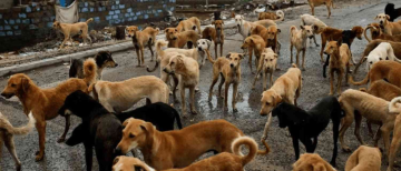 SC Orders States to Remove Stray Dogs from Schools, Hospitals, and Public Places — Relocate to Shelters After Sterilisation