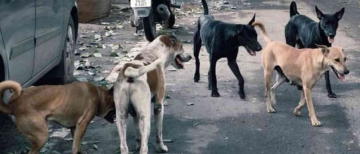 Over 600 Stray Dogs Allegedly Poisoned Across Telangana, Police Probe Underway