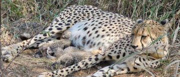 African Cheetah 'Gamini' Gave birth to 3 cubs at Kuno National Park