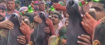 Cow Forced to Drink Alcohol!