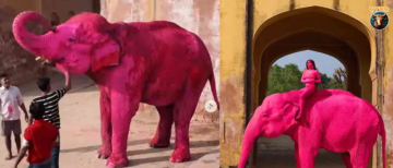 Pink Elephant Chanchal Dies in Jaipur – Viral Photo Shoot Sparks Debate
