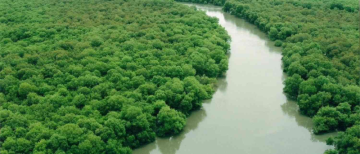 Mangroves vs Roads: Is Mumbai Building Its Own Climate Disaster?