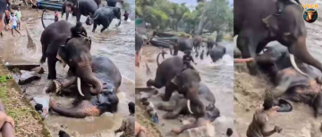 Tourist Dies After Fight Between Elephants at Dubare Elephant Camp