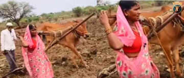 Heartbreaking: Maharashtra Couple Forced to Pull Plow After Losing Ox