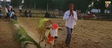 Villagers Worshiped Sick Cow as Goddess: The Truth Behind the Miracle