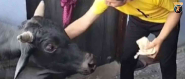 Budhni Shocked: Stray Bull Climbs onto Residential Terrace searching for Food, Gets Stranded
