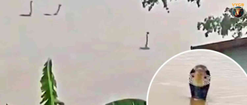 Over 800 Venomous Snakes Invade Residential Areas After Floods in China’s Guangxi Province