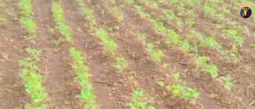 Rain Pause Escalates Anxiety Among Khargone Farmers as Crops Wilt