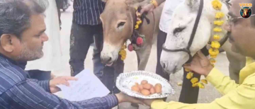 Bhopal Locals Feed Gulab Jamuns to Donkeys in Bizarre Ritual to Bring Back the Stalled Monsoon