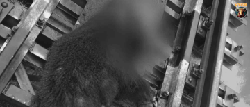 Wild Bear Killed on Tracks in Bihar's West Champaran: Train Services, Including Vande Bharat, Delayed for Hours