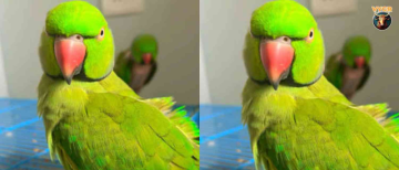 Find This Parrot, Get ₹50,000! Gwalior Family's Desperate Search for Missing Pet 'Shakuntala'