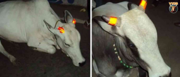 Radium Bands for Cows! Unique Initiative to Prevent Road Accidents in Budhni, MP
