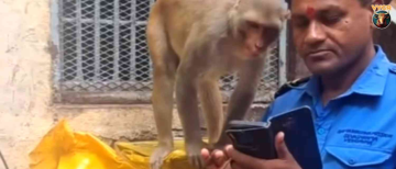 Phone Addiction in Monkeys? Funny Viral Video from Vrindavan Temple