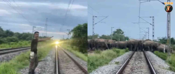 Heartwarming! Rajdhani Express Halts to Let Elephant Herd Cross Tracks in Assam