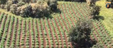 MP Police Bust Massive Ganja Farm in Khargone: ₹3 Crore Drugs Seized