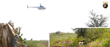 Madhya Pradesh Uses Helicopters and Boma Technique to Rescue Blackbucks in Shajapur