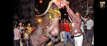 Sadar Festival Hyderabad: Yadav Community Celebrates Annual Buffalo Carnival After Diwali