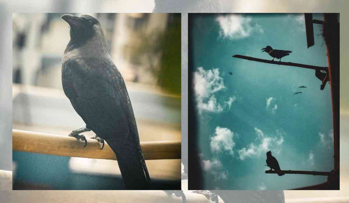 Blog Banner